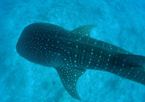 «آخرین کوسه نهنگ» در ایران چه می‌کند؟/ مستند برایم ابزار نیست