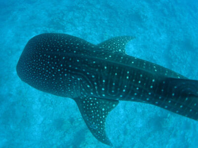 «آخرین کوسه نهنگ» در ایران چه می‌کند؟/ مستند برایم ابزار نیست