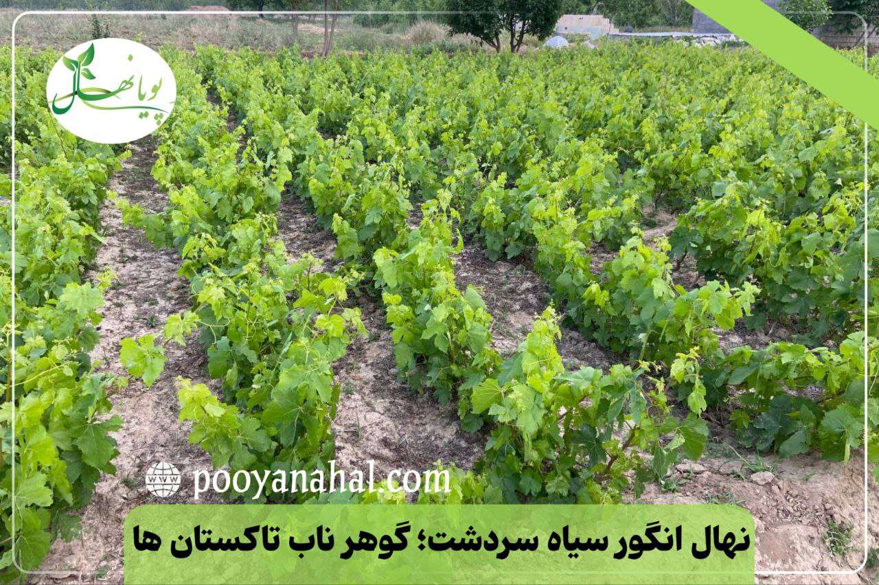 نهال انگور سردشت آماده ارسال از نهالستان پویا نهال