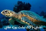 آشنایی با لاک پشت پوزه عقابی