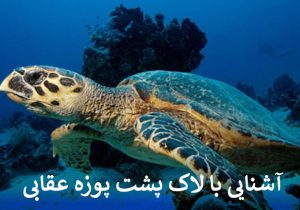 آشنایی با لاک پشت پوزه عقابی