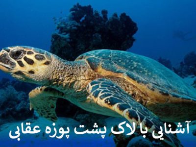 آشنایی با لاک پشت پوزه عقابی