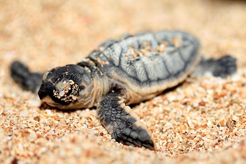 آشنایی با لاک پشت پوزه عقابی