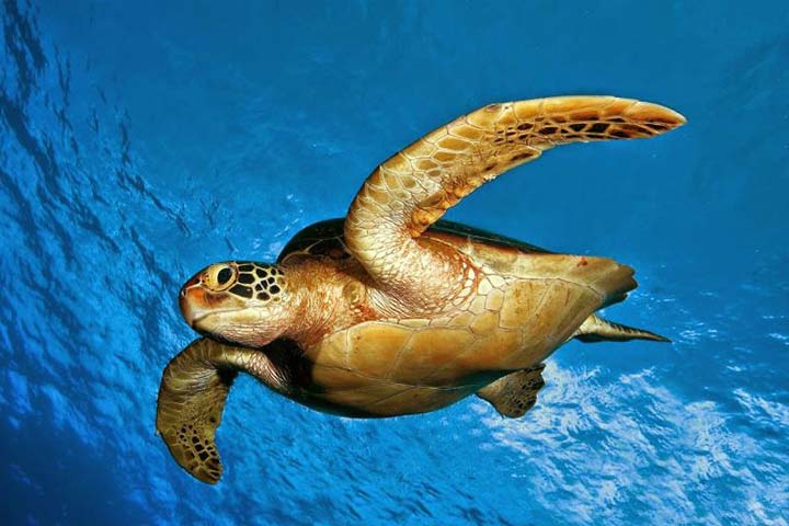 آشنایی با لاک پشت پوزه عقابی