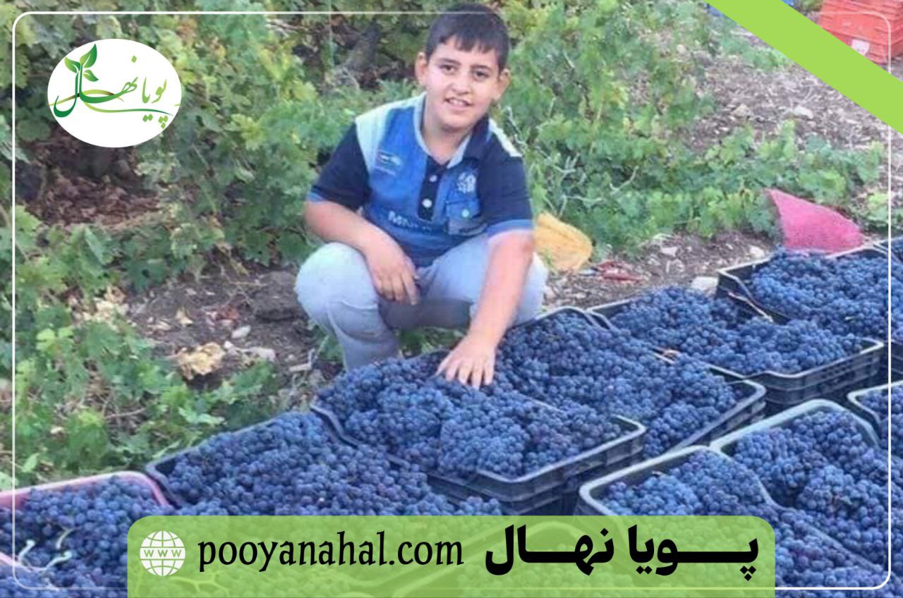 برداشت انگور سیاه سردشت تازه از باغ‌