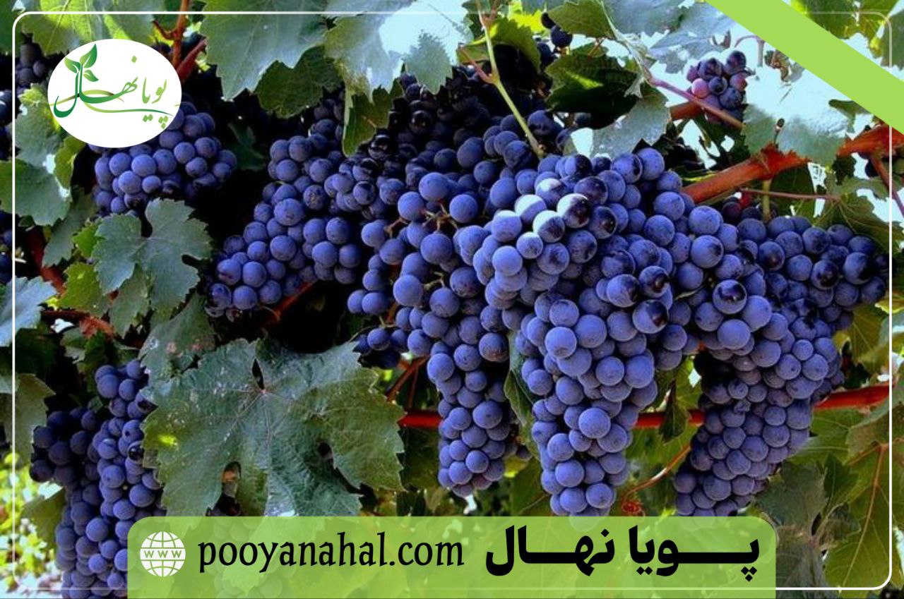 نهال انگور سیاه سردشت پویا نهال