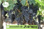 خرید نهال انگور سیاه سردشت؛ گوهر ناب تاکستان‌ ها