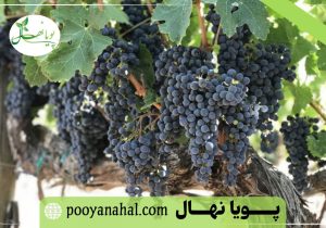 خرید نهال انگور سیاه سردشت؛ گوهر ناب تاکستان‌ ها