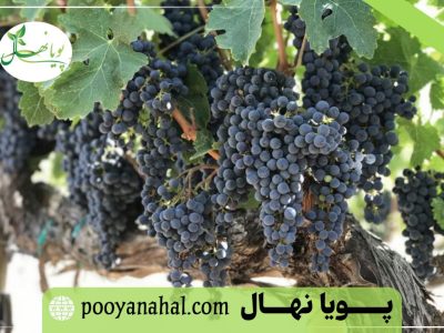 خرید نهال انگور سیاه سردشت؛ گوهر ناب تاکستان‌ ها