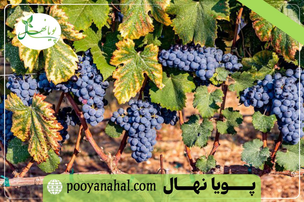 خوشه انگور سیاه سردشت روی تاکستان