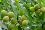 خرید نهال یارانه ای لیبل دار گردو ، بادام و میوه فقط ۳۵ تومان ! برای باغداران سراسر کشور!