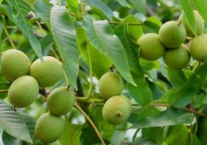 خرید نهال یارانه ای لیبل دار گردو ، بادام و میوه فقط ۳۵ تومان ! برای باغداران سراسر کشور!