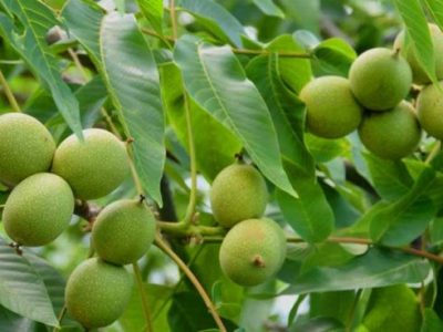 خرید نهال یارانه ای لیبل دار گردو ، بادام و میوه فقط ۳۵ تومان ! برای باغداران سراسر کشور!