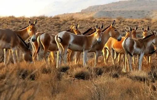 آشنایی با منطقه حفاظت شده خارتوران