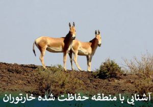 آشنایی با منطقه حفاظت شده خارتوران